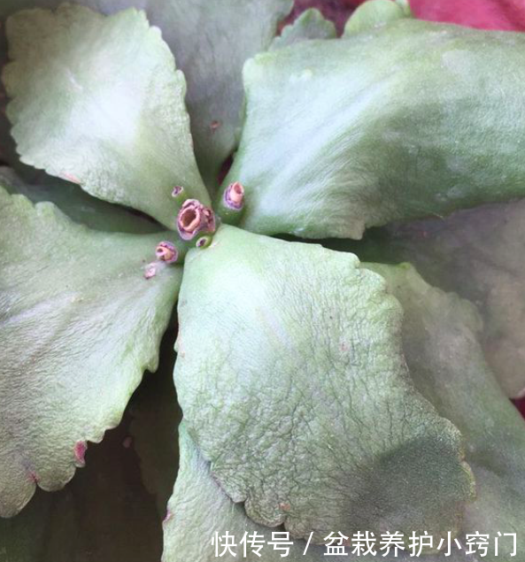 盆栽白玉兰：养护指南与美化家居的艺术