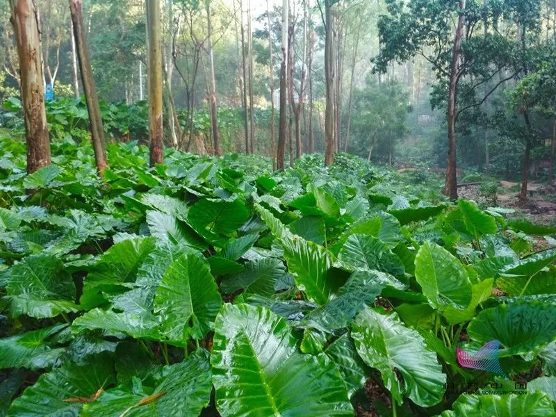 盆栽芦荟施什么肥：芦荟养殖指南