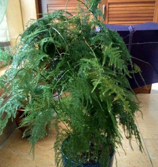 沙漠玫瑰种植方法：掌握关键技巧，养出美丽植株