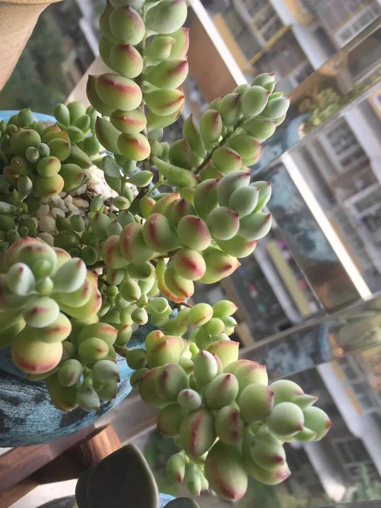 扦插怎样长根快：高效植物繁殖技巧揭秘