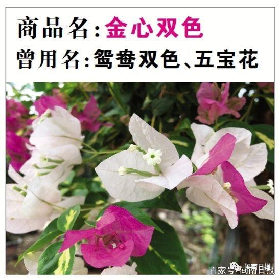 锦鲤红斑病治疗方法