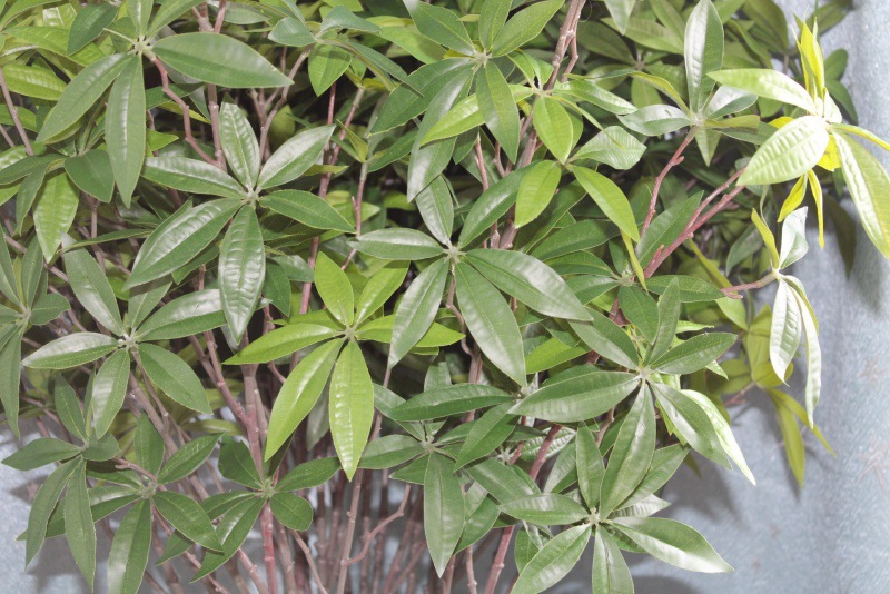 榕树栽培方法：掌握技巧，养出繁茂绿意