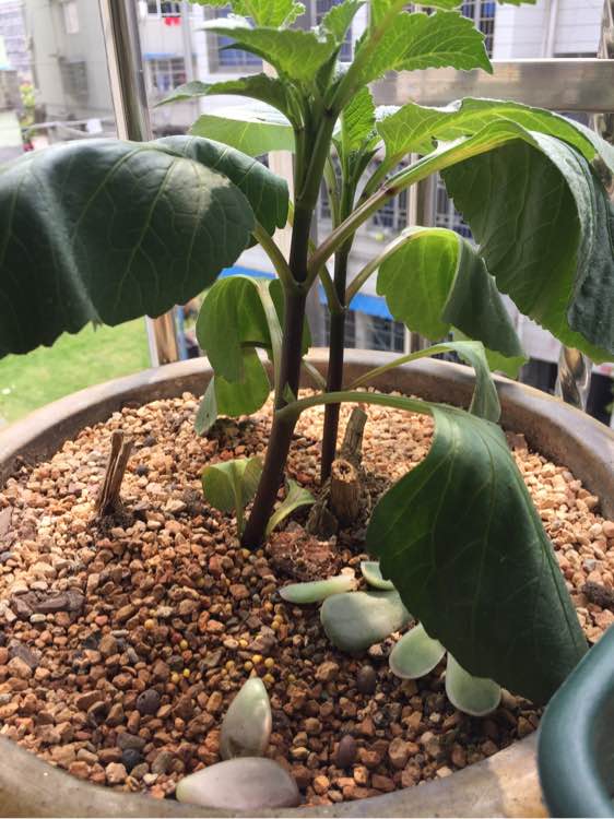 盆栽佛手的养殖方法