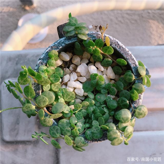 标题：盆栽紫叶——打造家居氧吧的艺术品