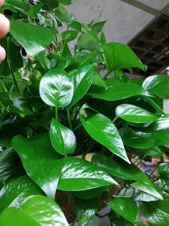 花卉盆栽种植方法大全