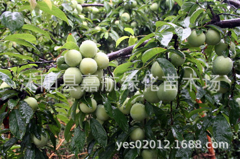 红梅盆栽：养殖技巧与鉴赏指南