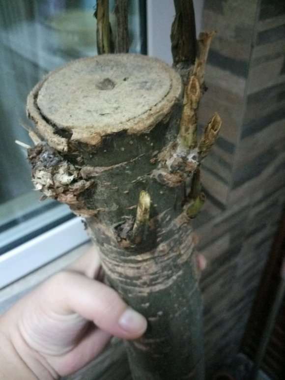 盆栽椰子树图片大全：探索绿色生活的艺术