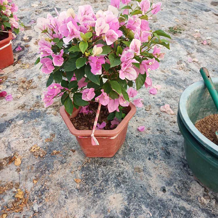 银杏盆栽种植方法：园艺爱好者的指南