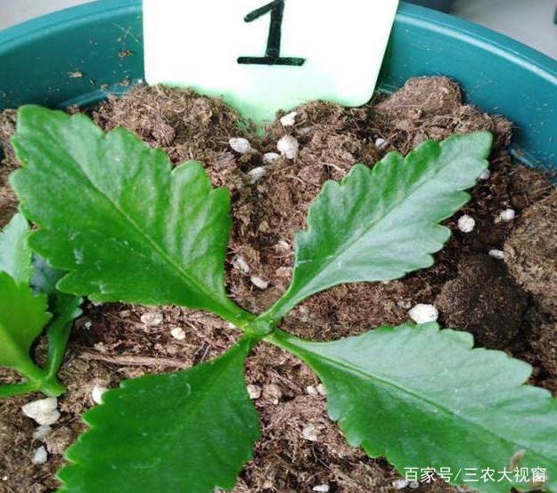 地栽月季花的养殖方法