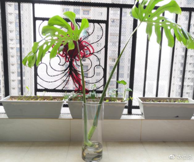 吸烟鬼的繁殖方法：揭秘神秘植物繁殖之谜