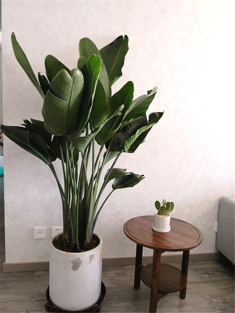 鹅掌柴的养殖方法：家庭绿植养护指南
