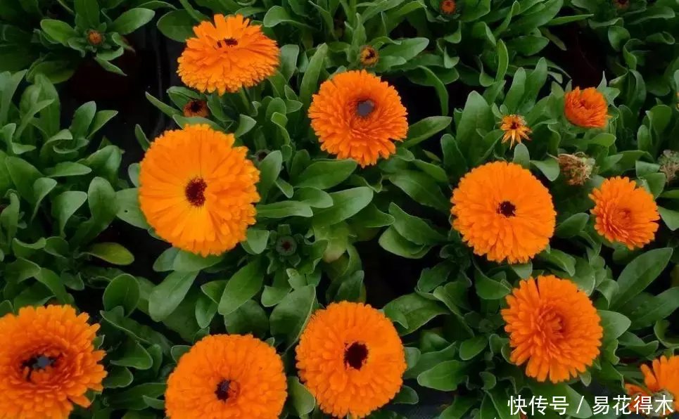 康乃馨盆栽干枯：找出原因与解决方法