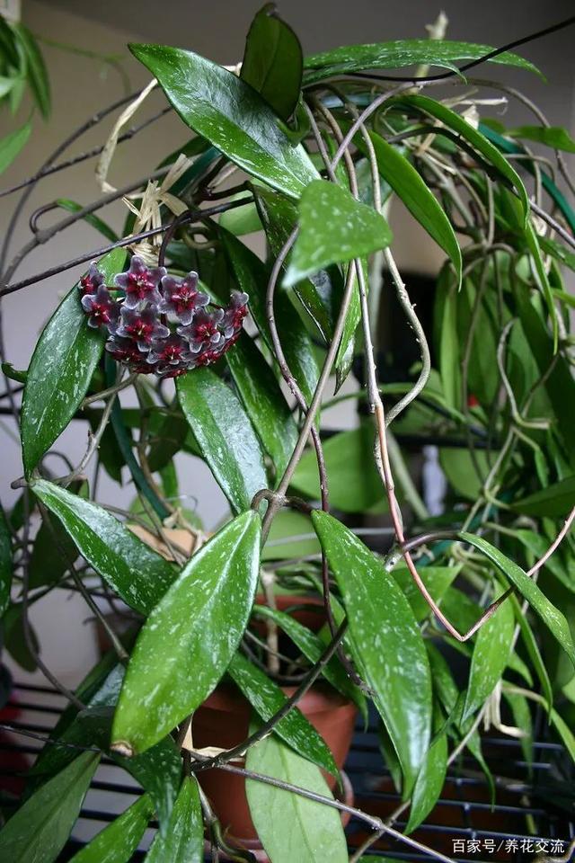 四季豆的种植方法：家庭菜园的绿色宝藏