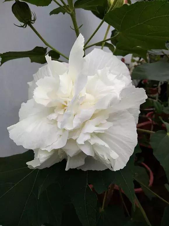 薄荷盆栽养殖方法