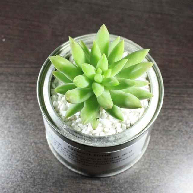 盆栽榕树扦插：掌握技巧，繁衍绿色生机