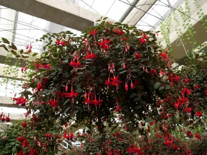羊肚菌种植技术：羊肚菌种植方法详解