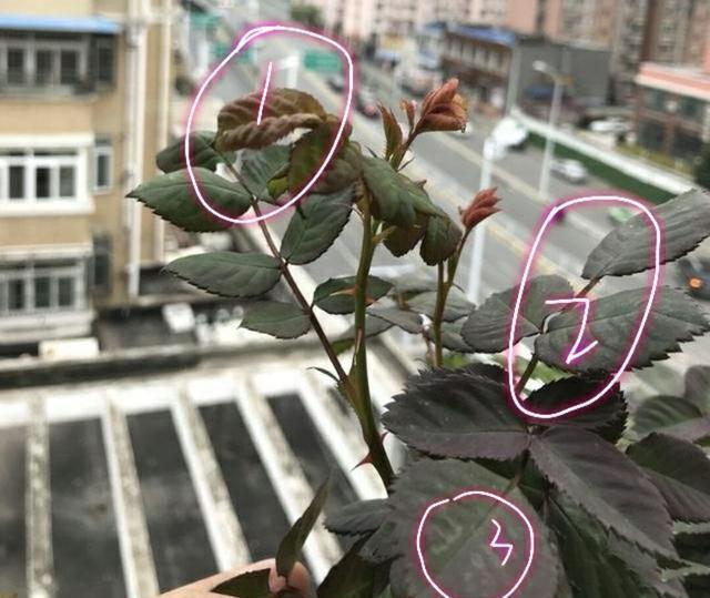 紫薯盆栽：家庭种植新宠，美观又营养