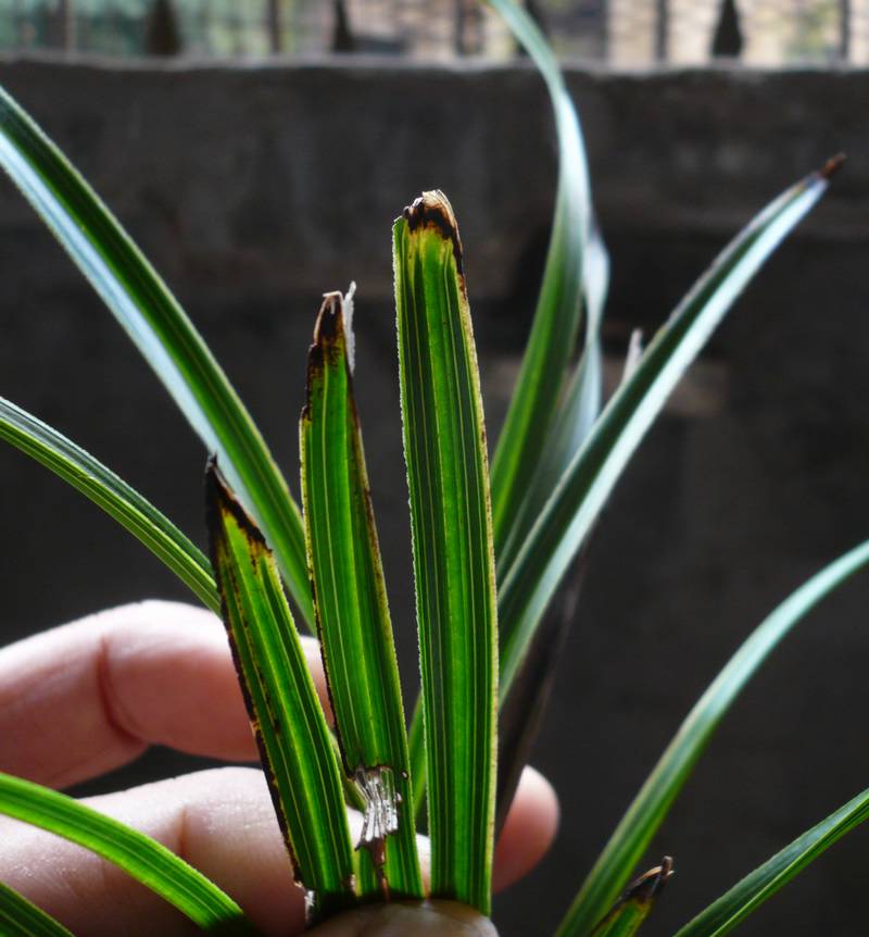 用葱头种葱的方法：家庭菜园里的简易种植指南