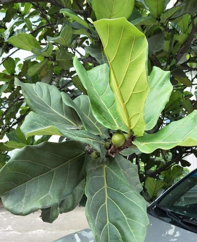 盆栽花卉养植：打造室内绿色氧吧