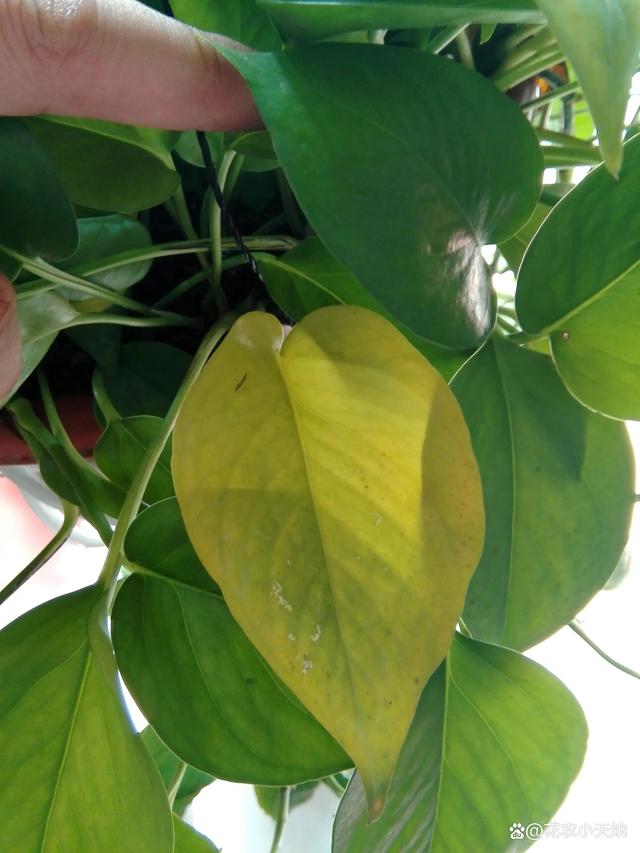 豆芽种植方法：家庭种植豆芽的详细指南