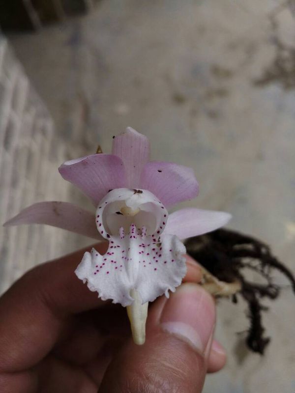 苹果盆栽的种植方法：让美味苹果在家中绽放