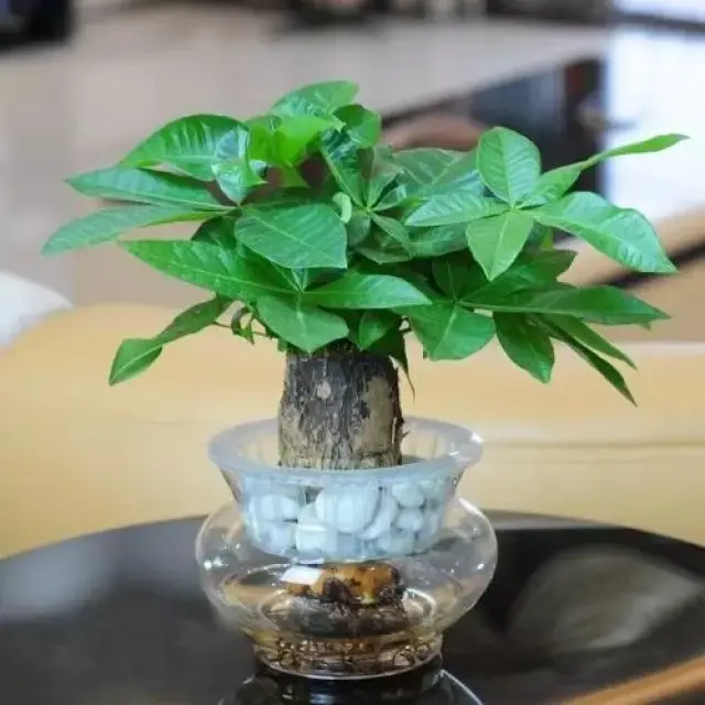 养羊方法：科学养殖提升效益