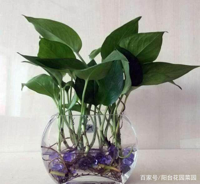 橙子籽发芽盆栽：家庭种植新体验