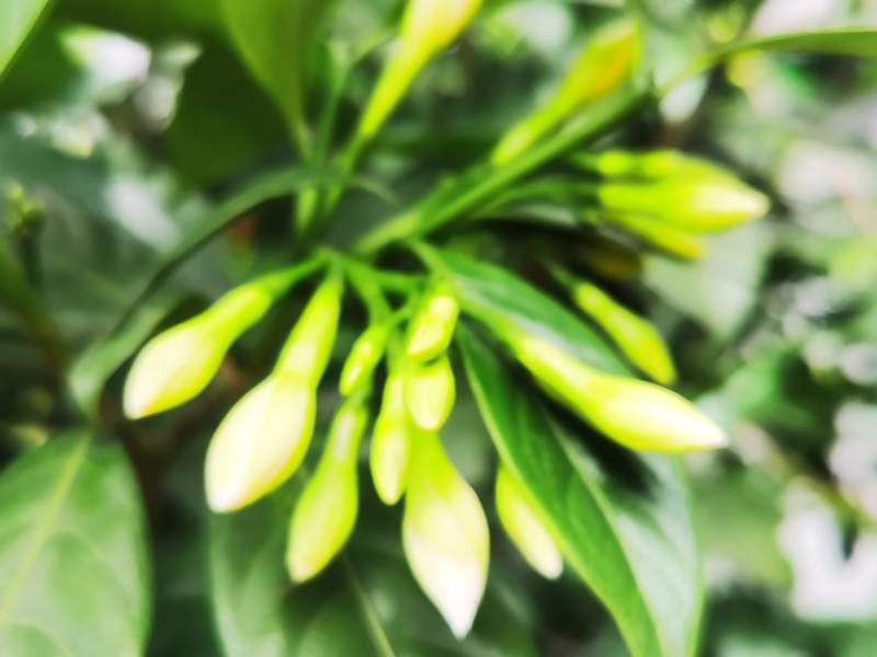 中蜂割脾快速育王方法：高效养蜂新技巧