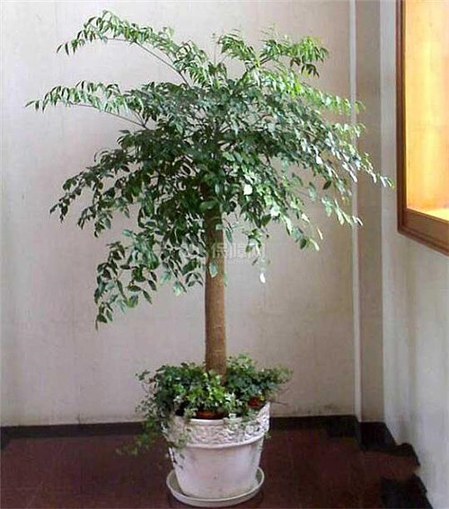 茉莉养护方法