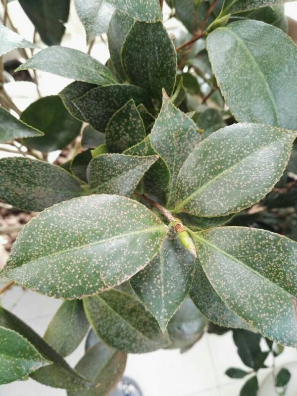 冬瓜的种植方法和时间：掌握要领，收获丰硕