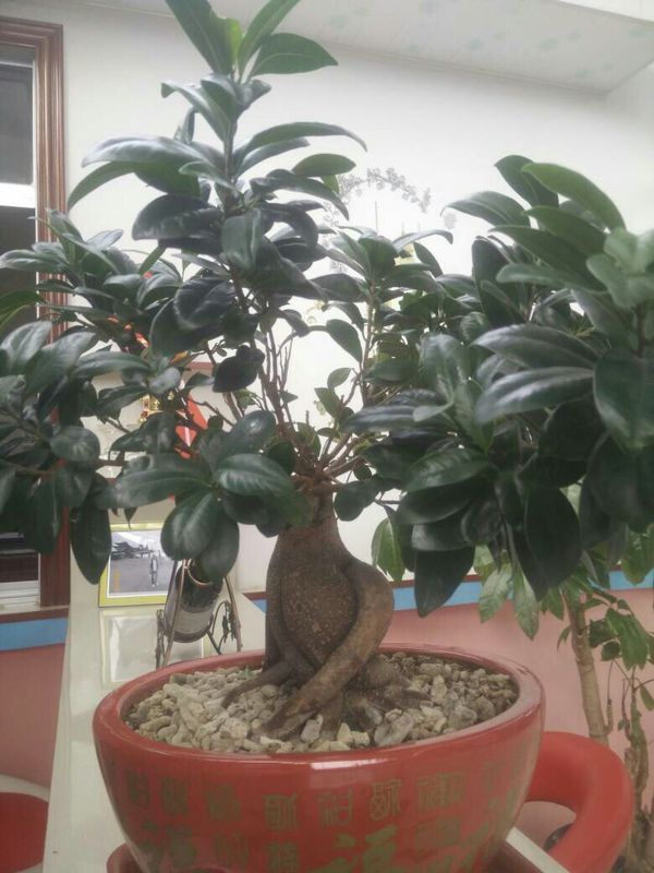 发财树修剪方法图解：打造茂盛的绿植盆栽