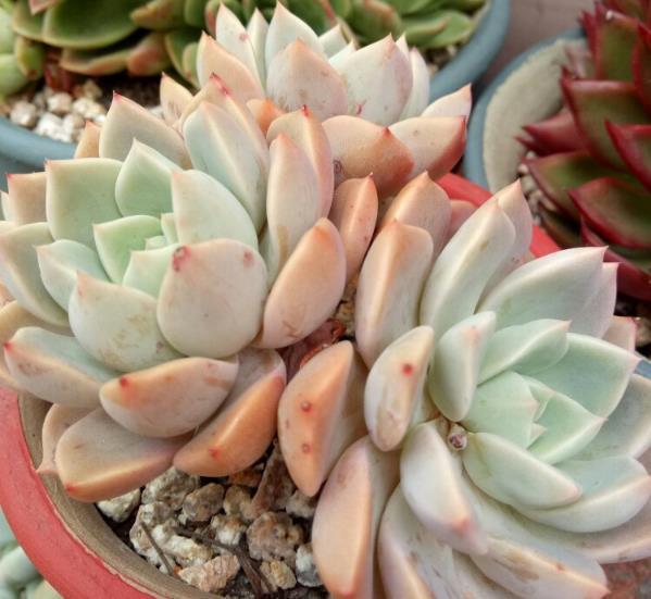 蜂箱制作最简单的方法：轻松入门指南