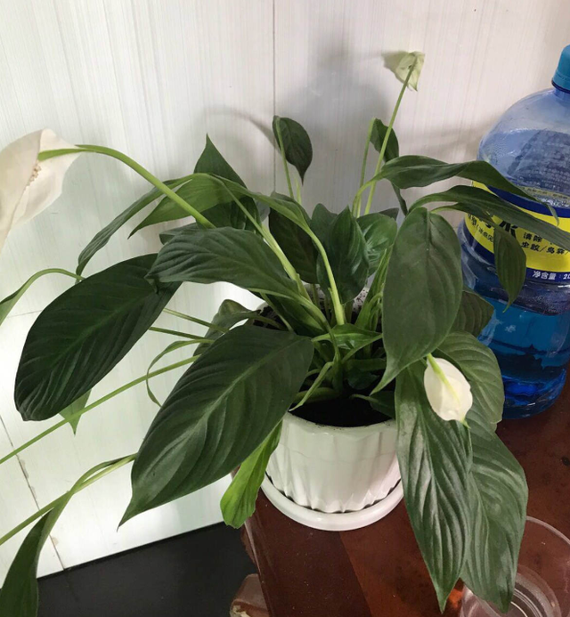 冬季盆栽怎样浇水 - 植物养殖园丁指南