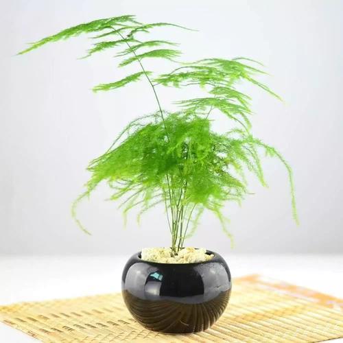 家庭芦笋的种植方法