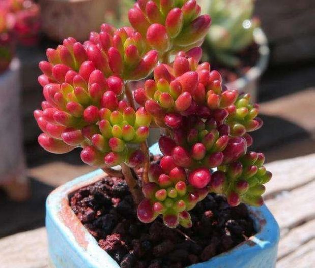 生菜播种方法：掌握要领，轻松种植新鲜蔬菜