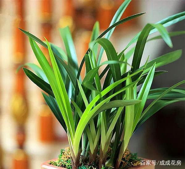 蕙兰养殖方法：让你的花园增添高雅气质