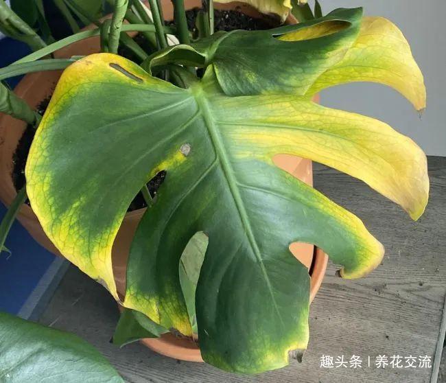 报春花的养护方法