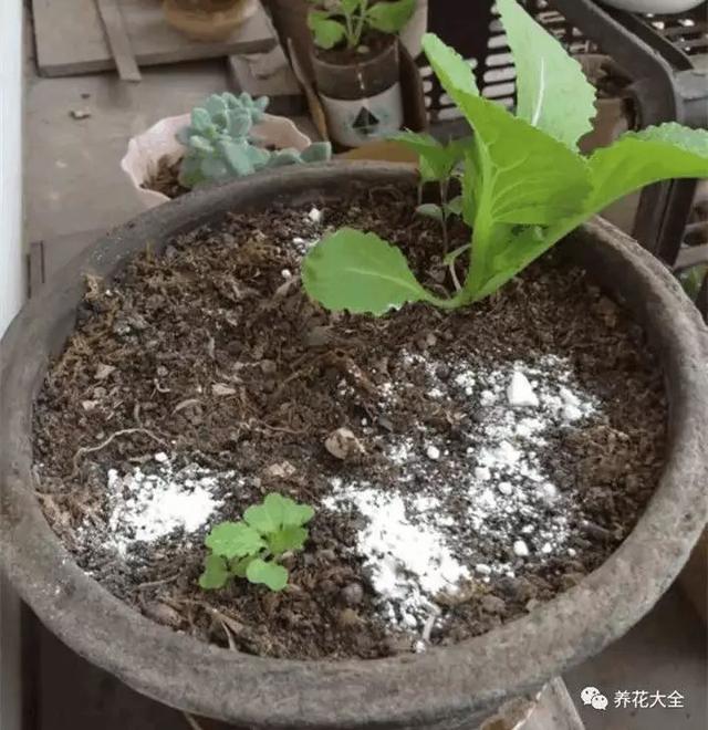 桂花盆栽用什么土？揭秘最佳土壤选择