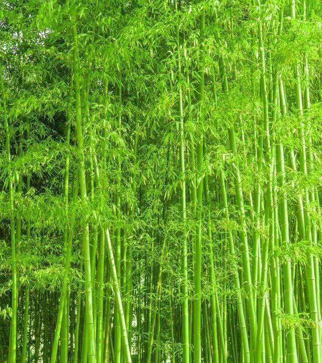 小葱播种方法：掌握要领，轻松种植绿色佳肴