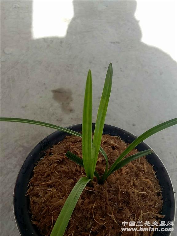 花叶薜荔扦插：繁殖新植株的实用指南