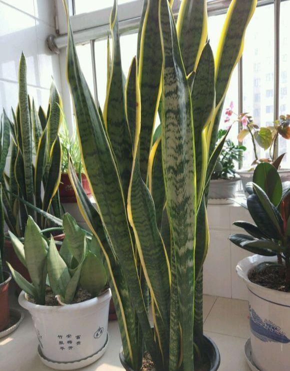独蒜种植方法：掌握要领，丰收在望