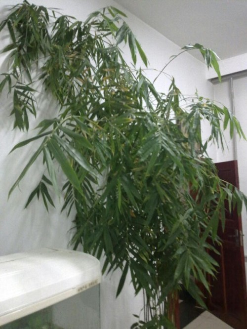 捕鹌鹑方法：科学捕捉与保护并重