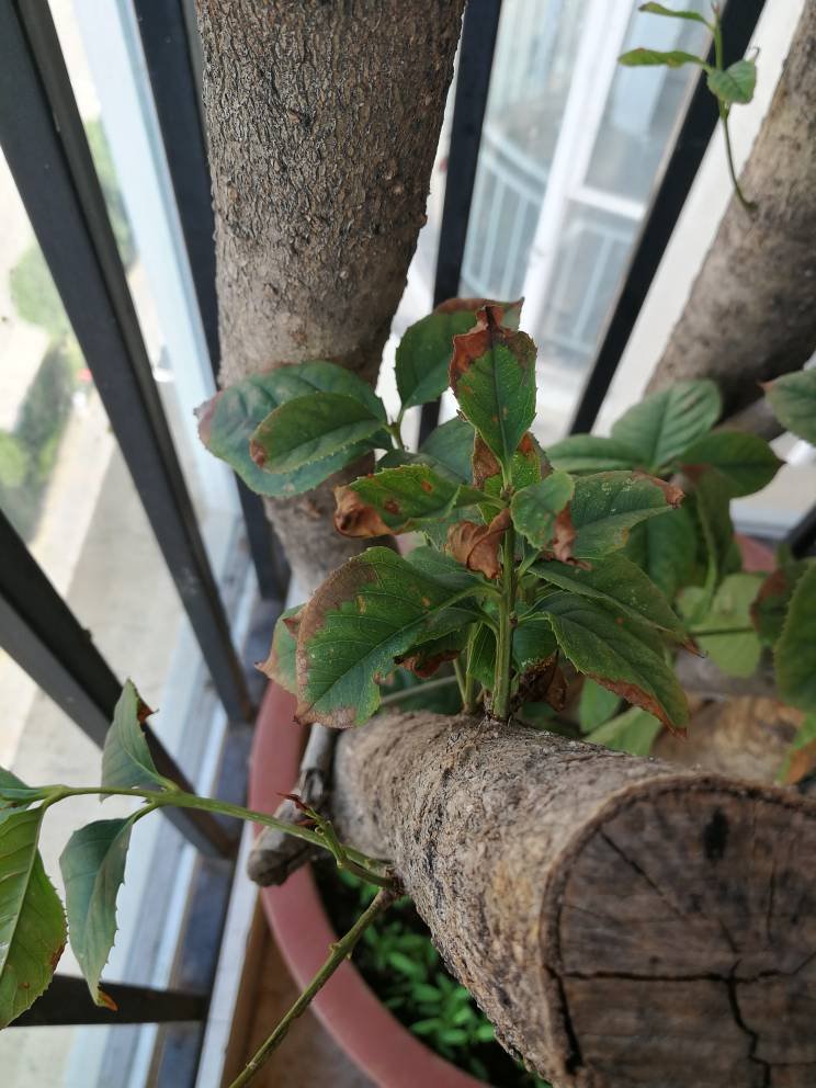 韭菜根种植方法：掌握要领，轻松种植绿色佳肴