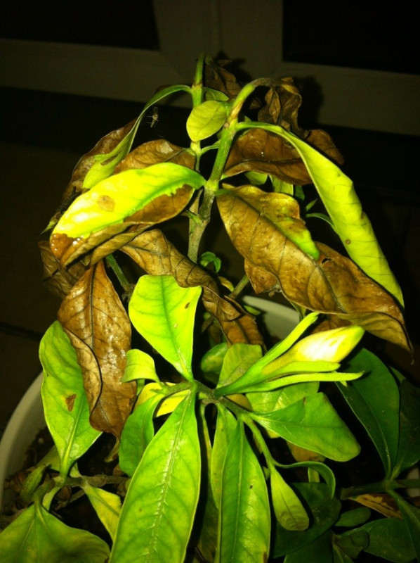 枸杞的养殖方法：从种植到收获的全方位指南