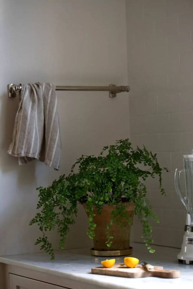 山药的种植方法与技术