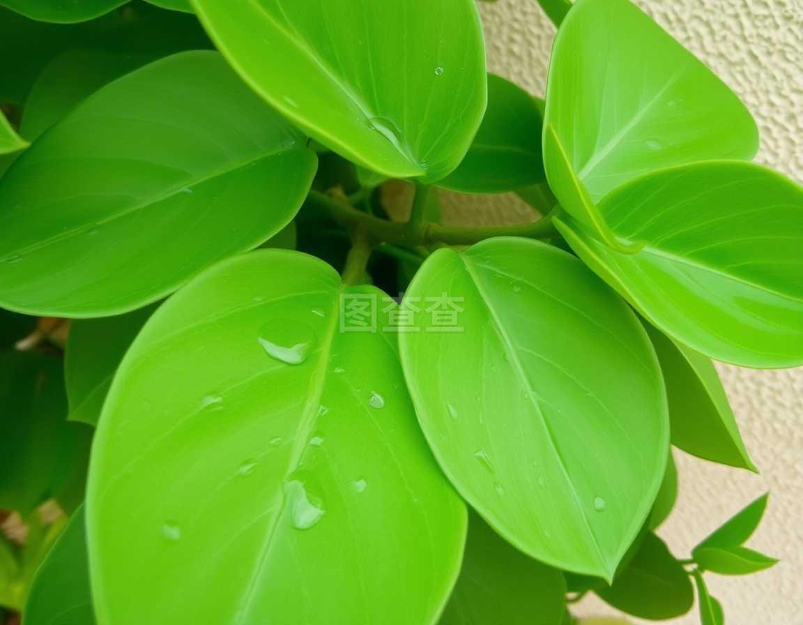 乒乓菊的花盆养殖方法