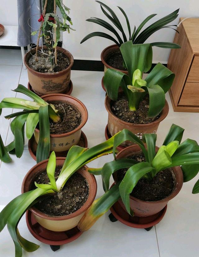 核桃树的种植方法：从选地到丰收的全指南