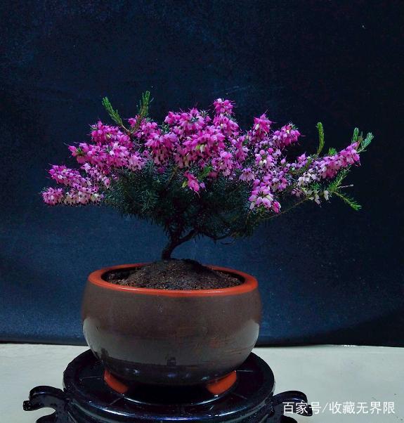 百合竹的扦插方法图片：详解繁殖技巧