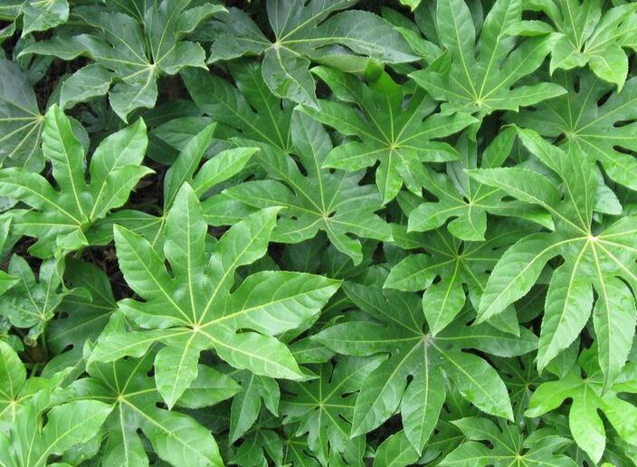 茉莉花室内的养殖方法