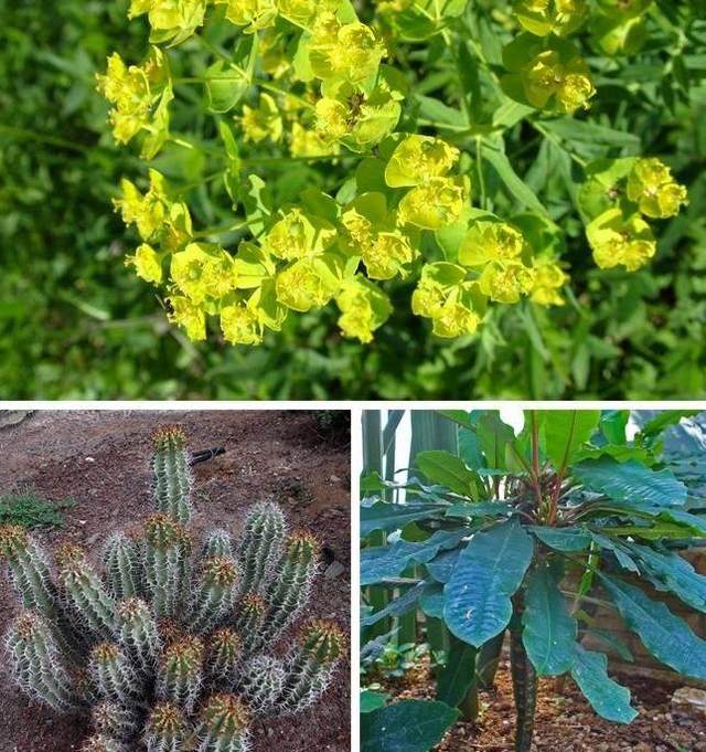 白菜播种方法：种植要点与技巧